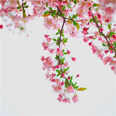 极速飞艇计划下载手机版